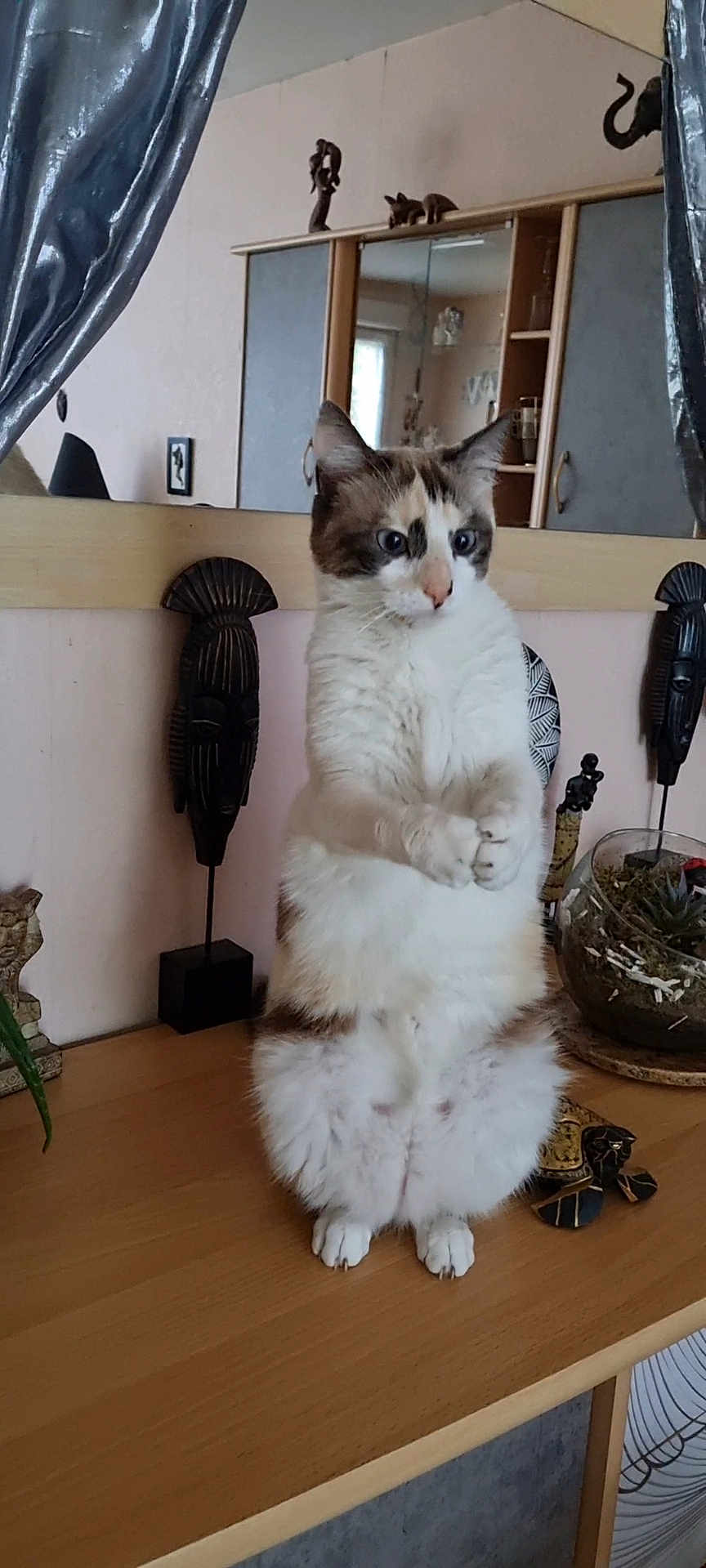 Maya a rejoint le concours — aidez-le/la à gagner de superbes lots ! cat, animal, feline, pet, standing, table, wooden, indoor, decor, mask, mirror, curious, fluffy, white, brown, paws, plant, glass_bowl, houseplant, ornament