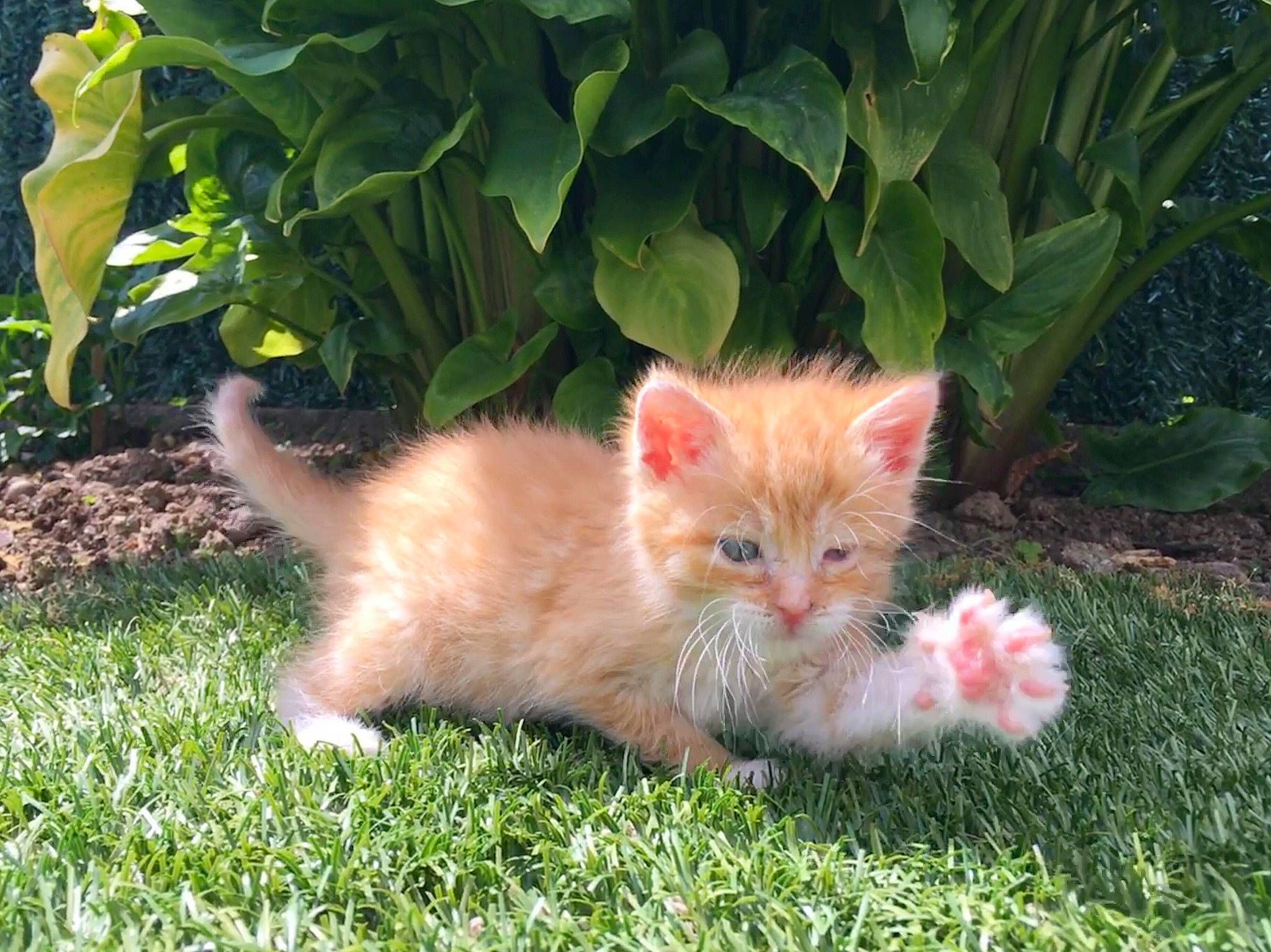 Pirate participe au concours pour gagner de l'argent avec cette photo : asian_semi_longhair, british_semi_longhair, carnivore, cat, cymric, domestic_long_haired_cat, domestic_short_haired_cat, fawn, felidae, german_rex, grass, kitten, mammal, persian, plant, ragamuffin, small_to_medium_sized_cats, tail, vertebrate, whiskers