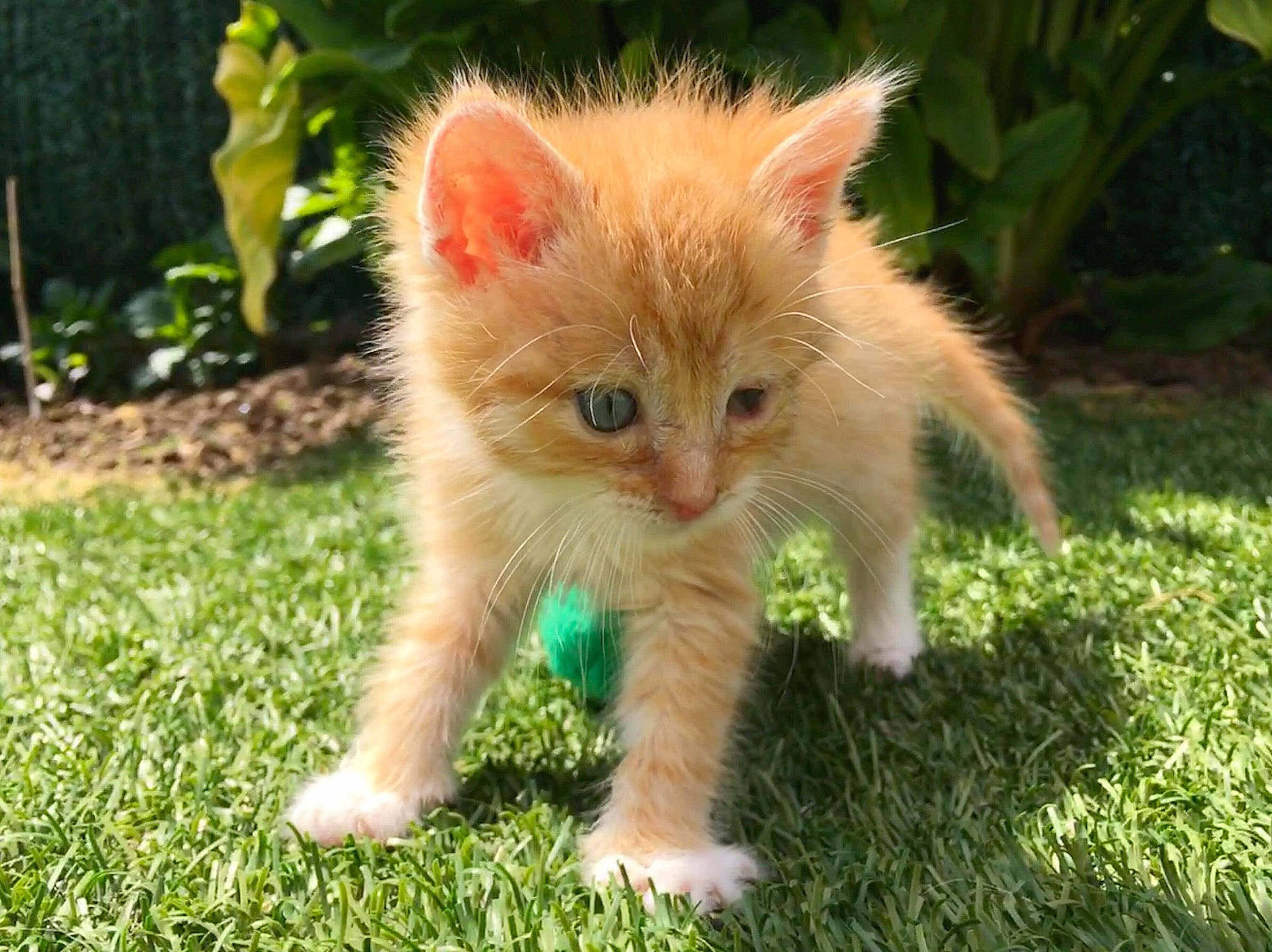 Pirate a rejoint le concours — aidez-le/la à gagner de superbes lots ! carnivore, cat, domestic_long_haired_cat, domestic_short_haired_cat, european_shorthair, fawn, felidae, german_rex, grass, kitten, mammal, norwegian_forest_cat, ojos_azules, polydactyl_cat, ragamuffin, small_to_medium_sized_cats, tail, turkish_angora, vertebrate, whiskers