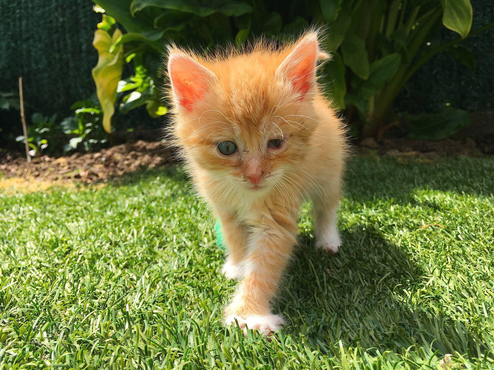 Pirate a rejoint le concours — aidez-le/la à gagner de superbes lots ! carnivore, cat, domestic_short_haired_cat, european_shorthair, eye, fawn, felidae, fur, grass, kitten, lawn, mammal, plant, polydactyl_cat, ragamuffin, small_to_medium_sized_cats, tabby_cat, tail, vertebrate, whiskers