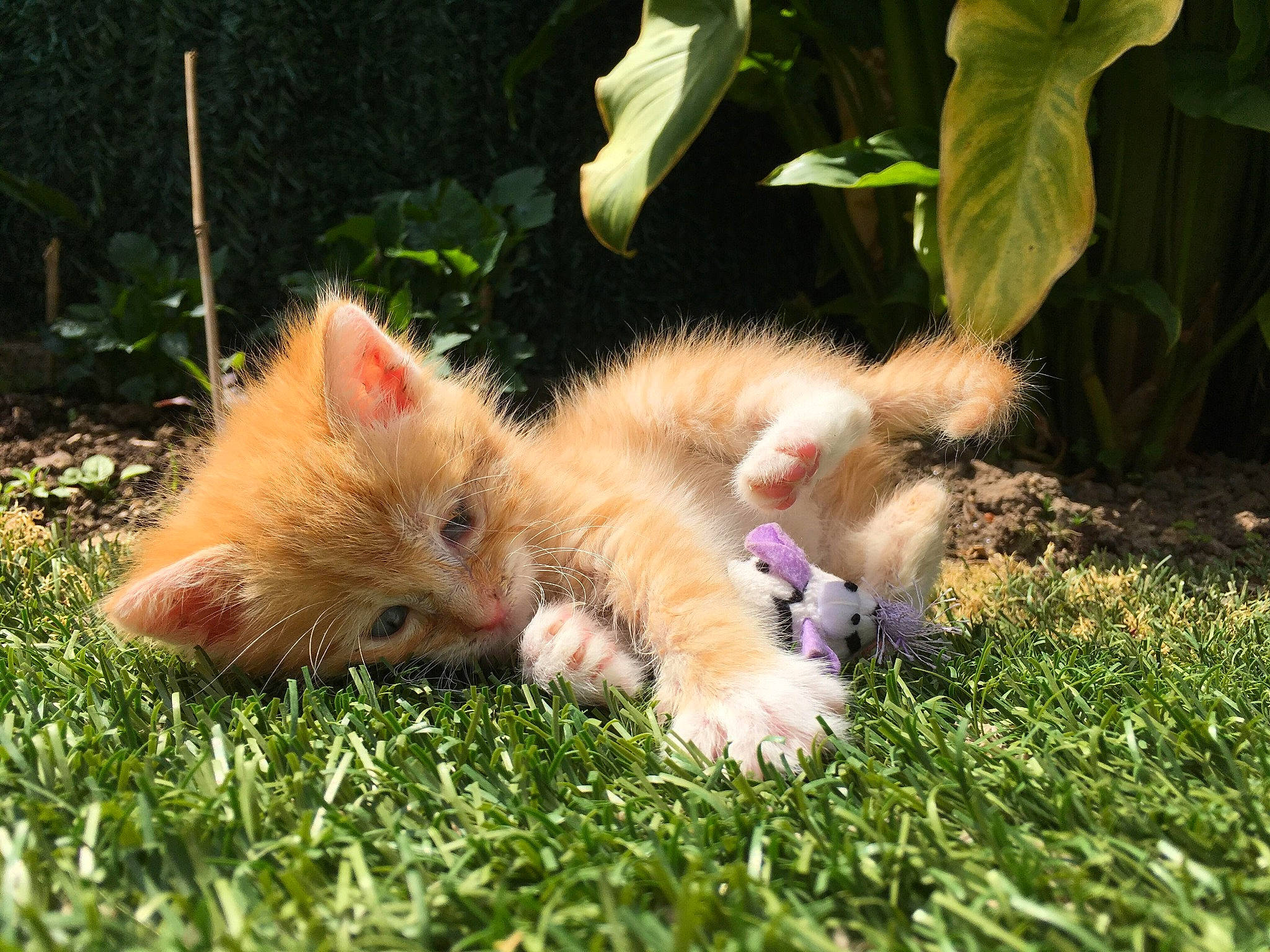 Pirate participe au concours pour gagner de l'argent avec cette photo : canidae, carnivore, cat, dog_breed, fawn, felidae, fur, grass, kitten, mammal, pomeranian, puppy, small_to_medium_sized_cats, whiskers