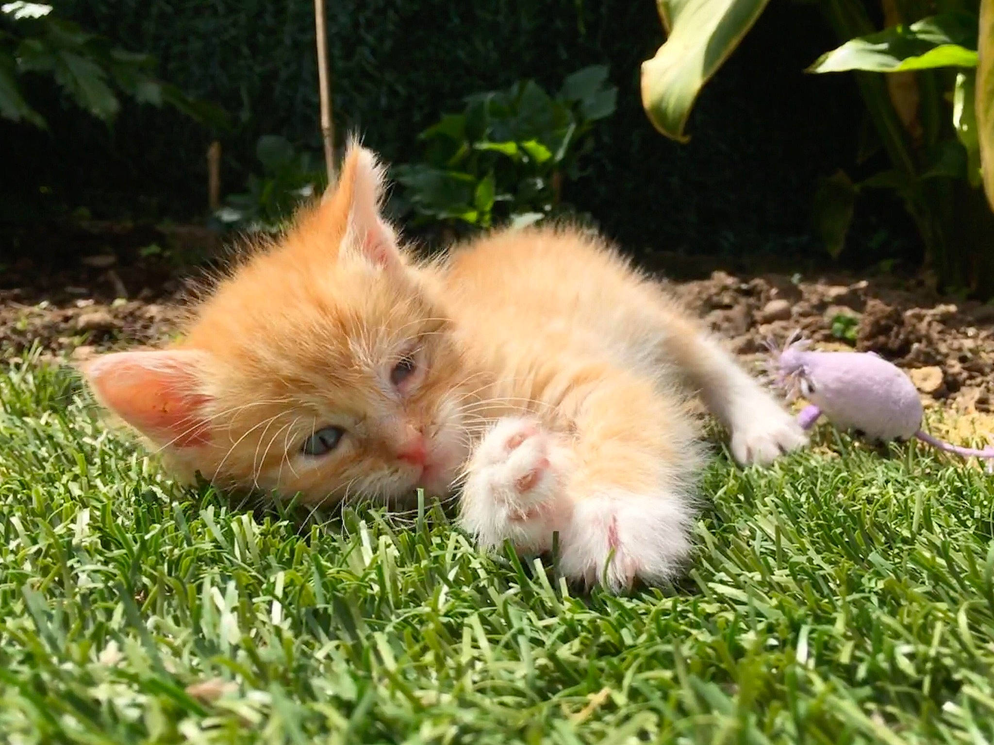 Pirate participe au concours pour gagner de l'argent avec cette photo : carnivore, cat, claw, fawn, felidae, fur, german_rex, grass, kitten, mammal, ragamuffin, small_to_medium_sized_cats, vertebrate, whiskers