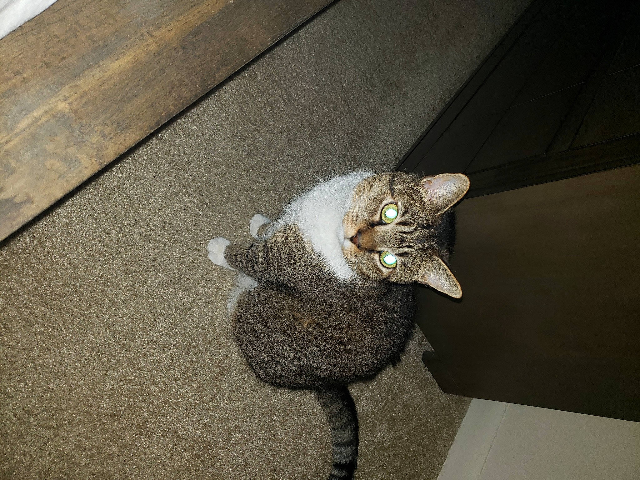 Buttercup joined the competition — help win amazing prizes! art, carnivore, cat, domestic_short_haired_cat, eye, fawn, felidae, flooring, grey, metal, paw, plant, road_surface, sculpture, small_to_medium_sized_cats, snout, tail, whiskers, window, wood