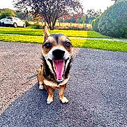 Butterbean is registered to the contest to win money with this photo: asphalt, canine, daytime, dog, driveway, grass, happy, house, nature, open_mouth, outdoor, pet, playful, shrub, small_dog, smiling, sunlight, tongue, tree, yawning