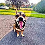 asphalt, canine, daytime, dog, driveway, grass, happy, house, nature, open_mouth, outdoor, pet, playful, shrub, small_dog, smiling, sunlight, tongue, tree, yawning
