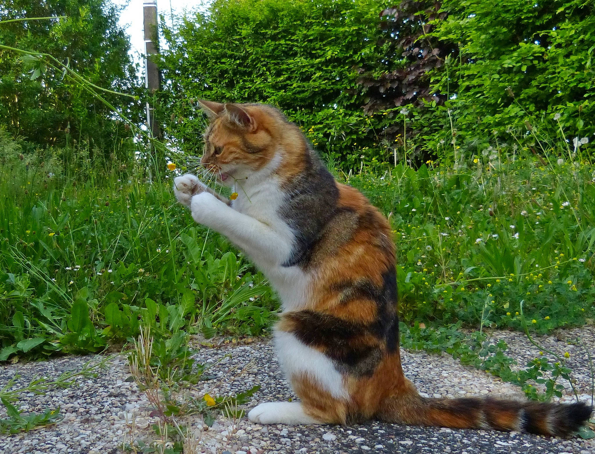 Leeloo a rejoint le concours — aidez-le/la à gagner de superbes lots ! canidae, carnivore, cat, claw, domestic_short_haired_cat, fawn, felidae, fur, grass, groundcover, paw, plant, road_surface, small_to_medium_sized_cats, snout, tail, terrestrial_animal, tree, whiskers, wildlife