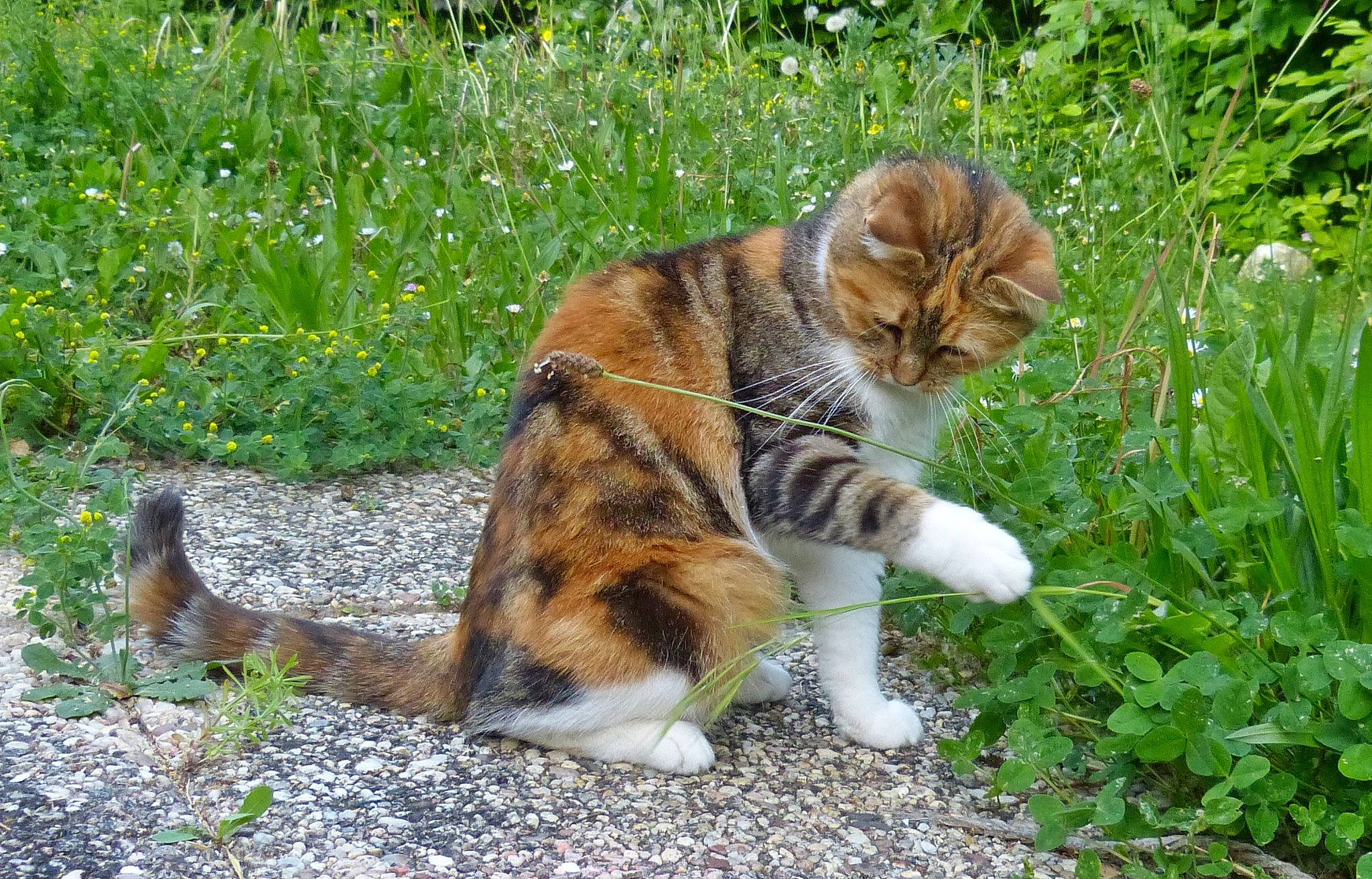 Leeloo a rejoint le concours — aidez-le/la à gagner de superbes lots ! carnivore, cat, companion_dog, dog_breed, domestic_short_haired_cat, fawn, felidae, flower, grass, grass_family, groundcover, lawn, plant, small_to_medium_sized_cats, snout, tail, terrestrial_animal, tree, vertebrate, whiskers