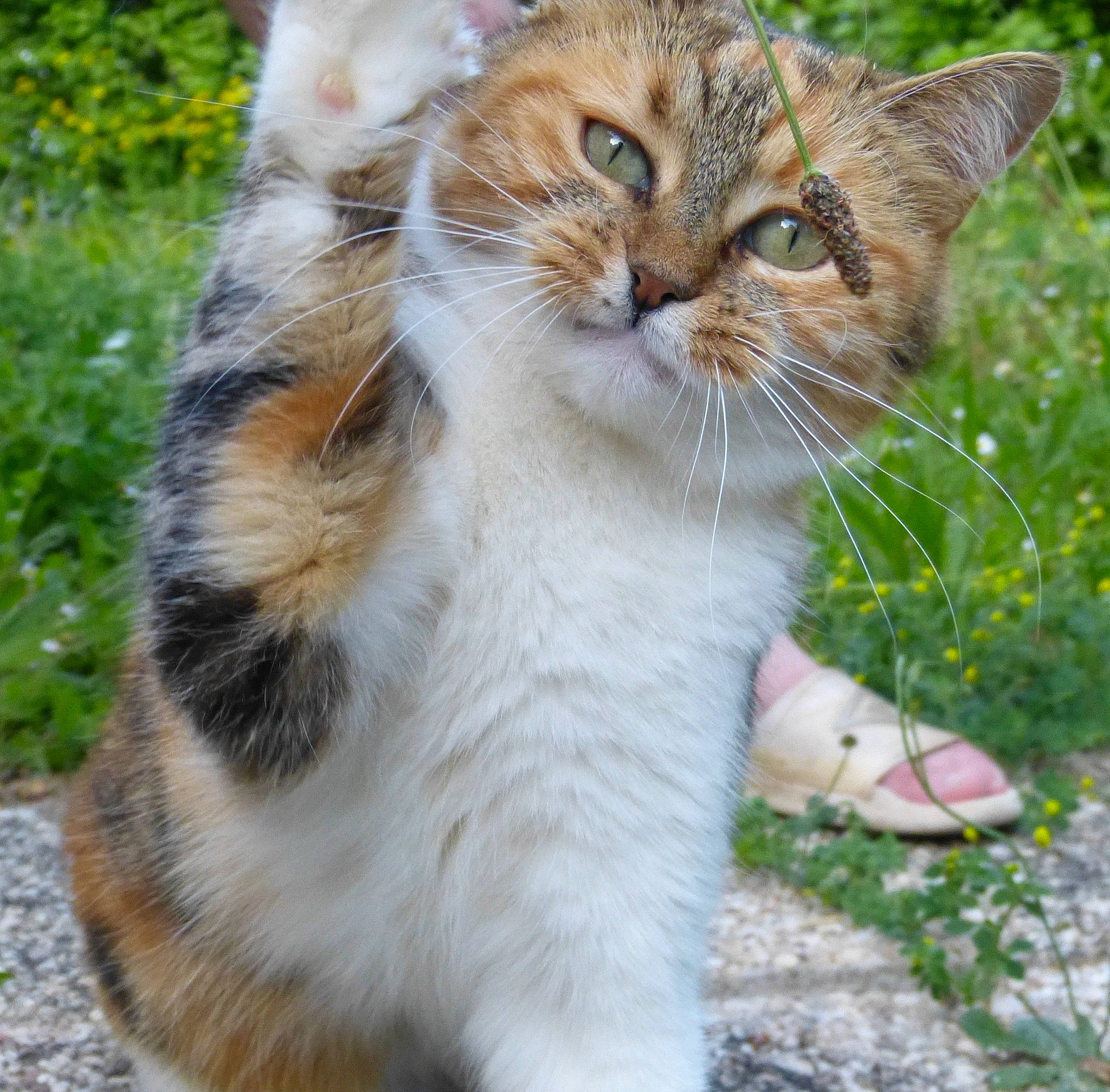 Leeloo participe au concours pour gagner de l'argent avec cette photo : carnivore, cat, claw, domestic_short_haired_cat, fawn, felidae, flower, fur, grass, groundcover, paw, plant, small_to_medium_sized_cats, snout, tail, terrestrial_animal, tree, whiskers, wildlife