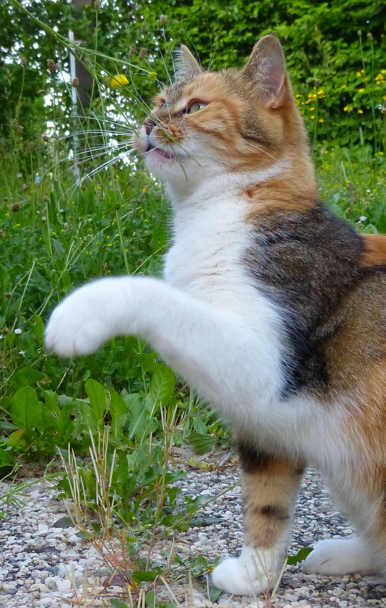 Leeloo a rejoint le concours — aidez-le/la à gagner de superbes lots ! carnivore, cat, claw, domestic_short_haired_cat, fawn, felidae, fur, grass, groundcover, paw, plant, small_to_medium_sized_cats, snout, tail, terrestrial_animal, tree, trunk, whiskers, wildlife, wood