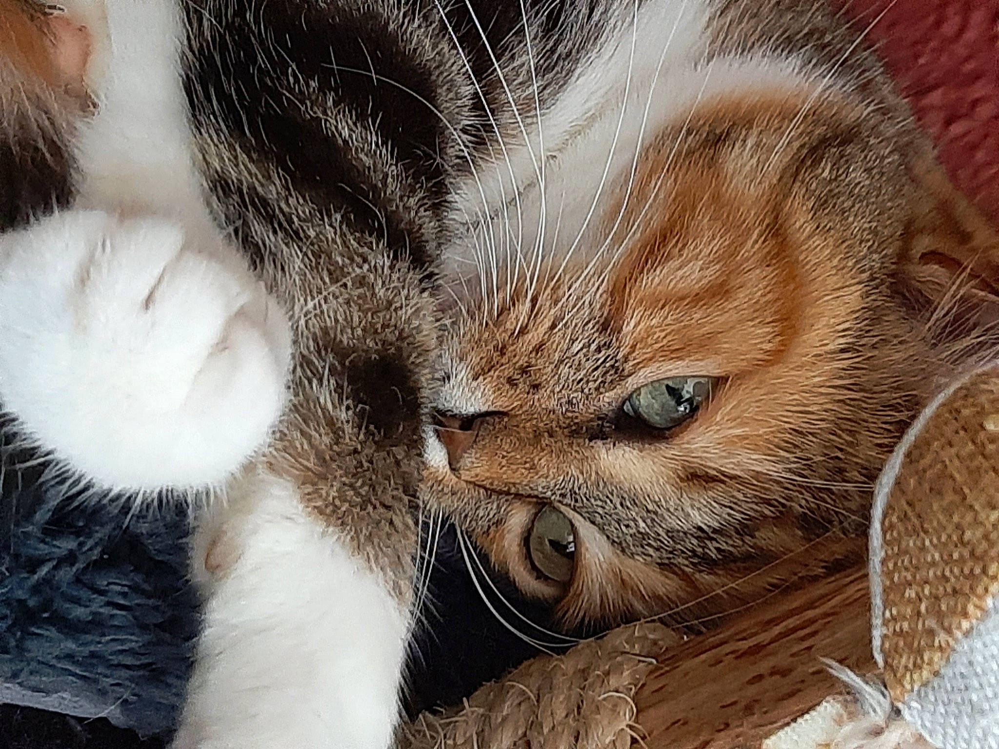 Leeloo a rejoint le concours — aidez-le/la à gagner de superbes lots ! carnivore, cat, claw, close_up, comfort, domestic_short_haired_cat, fawn, felidae, fur, grass, nap, paw, sleep, small_to_medium_sized_cats, snout, tail, terrestrial_animal, whiskers, wildlife, wood