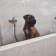 Twiggy a rejoint le concours — aidez-le/la à gagner de superbes lots ! animal, bath_area, brown_dog, canine, chain_collar, collar, dog, domestic, faucet, floor_tiles, hose, indoor, large_dog, looking_away, pet, side_view, tiled_wall, wall_tiles, water_bottle, white_tiles