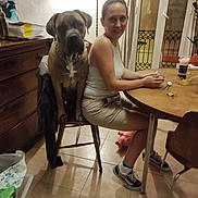 Twiggy participe au concours pour gagner de l'argent avec cette photo : canidae, carnivore, comfort, companion_dog, dog, dog_breed, fawn, flooring, furniture, hardwood, leisure, sitting, smile, sporting_group, table, tableware, toy_dog, window, wood, working_animal