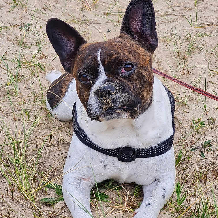 Marley participe au concours pour gagner de l'argent avec cette photo : accessories, animal, bostonbull, boxer, bulldog, canine, collar, dog, frenchbulldog, grass, hound, leash, pet, pitbull, plant, puppy, snout, soil, strap, whitedog