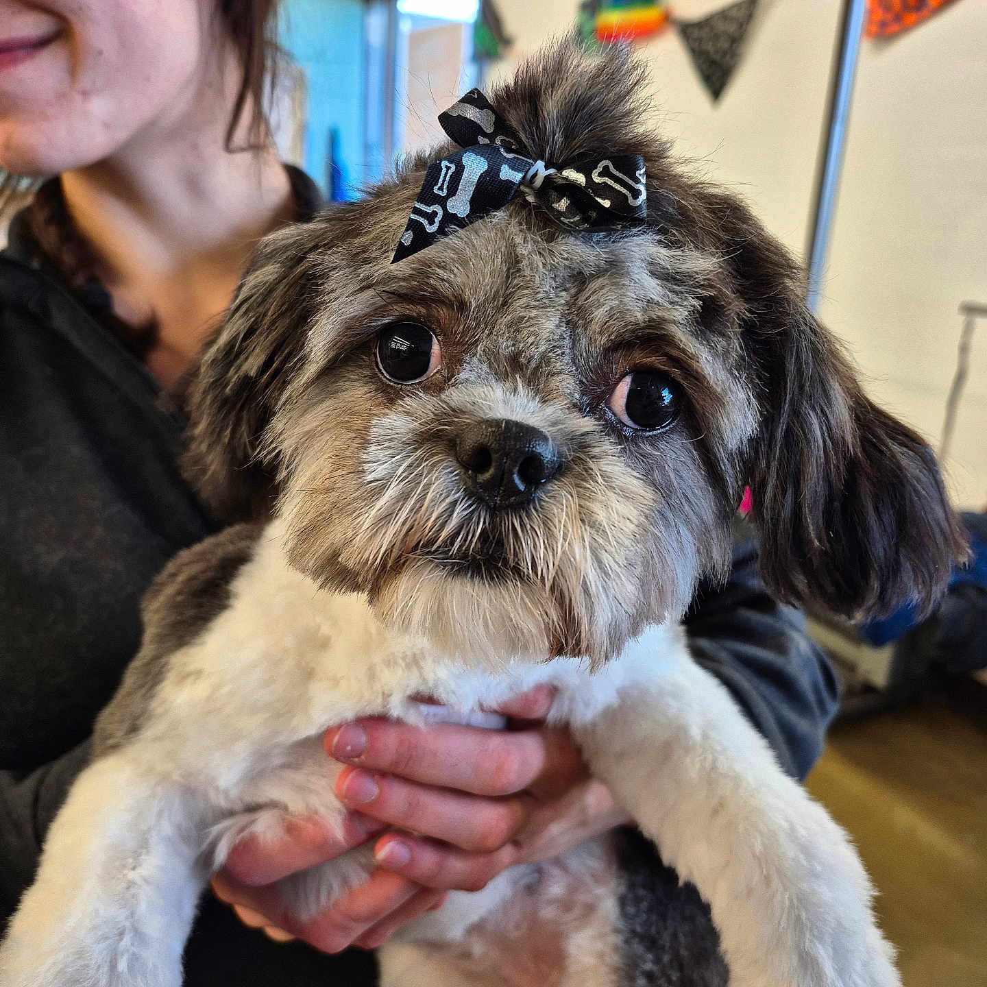 Coco is registered to the contest to win money with this photo: animal, black_bow, bow, canine, colorful, companion, cute, decorations, dog, face, friendly, fur, hand, happy, holding, indoor, person, pet, portrait, smile