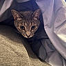 Lulu joined the competition — help win amazing prizes! cat, animal, pet, curious, blanket, indoor, cozy, fur, whiskers, ears, face, cute, feline, resting, soft, home, comfort, hideout, playful, closeup