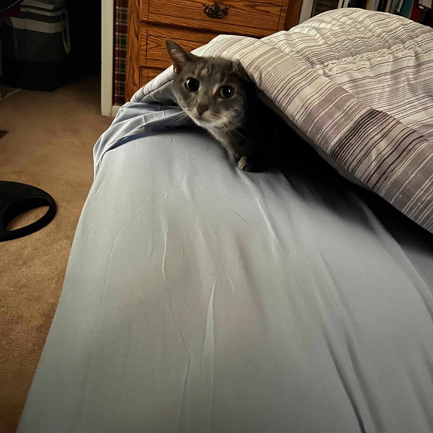 Lulu