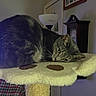 Lulu is registered to the contest to win money with this photo: cat, tabby_cat, indoor, cat_tree, furniture, lamp, clock, wall_art, resting, pet, cozy, sleepy, fur, ears, whiskers, animal, portrait, soft, home, relax