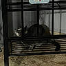 Lulu joined the competition — help win amazing prizes! animal, black, cat, crouching, curious, decorative_sign, eyes, feline, floor, flowers, gray, home, indoor, looking_up, metal_rack, pet, quiet, shadow, tile_floor, wall