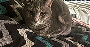 Lulu joined the competition — help win amazing prizes! animal, blanket, cat, comfort, cozy, cushion, cute, fur, furniture, gray_cat, home, indoor, pet, pillow, relaxed, resting, soft, tabby, whiskers, zigzag_pattern