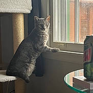 Lulu is registered to the contest to win money with this photo: cat, gray_cat, tabby, cat_tree, window, windowsill, indoor, glass_table, soda_can, curious, pet, feline, natural_light, shadow, fur, paw, looking_out, home, cozy, quiet