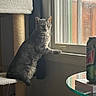 cat, gray_cat, tabby, cat_tree, window, windowsill, indoor, glass_table, soda_can, curious, pet, feline, natural_light, shadow, fur, paw, looking_out, home, cozy, quiet