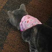 Lulu joined the competition — help win amazing prizes! accessory, animal, bandana, blurred, carpet, cat, cute, domestic_animal, feline, floor, floral_pattern, fur, gray_cat, indoor, pattern, pet, pink_bandana, soft_light, top_view, walking