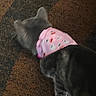 accessory, animal, bandana, blurred, carpet, cat, cute, domestic_animal, feline, floor, floral_pattern, fur, gray_cat, indoor, pattern, pet, pink_bandana, soft_light, top_view, walking
