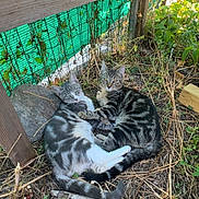 Timal a rejoint le concours — aidez-le/la à gagner de superbes lots ! cats, kittens, tabby, spotted, striped, cuddling, lying_down, outdoor, garden, foliage, greenery, wooden_fence, shade_netting, sunlight, dirt, dry_leaves, playful, relaxed, animal_portrait, domestic_animals
