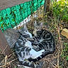 cats, kittens, tabby, spotted, striped, cuddling, lying_down, outdoor, garden, foliage, greenery, wooden_fence, shade_netting, sunlight, dirt, dry_leaves, playful, relaxed, animal_portrait, domestic_animals