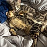 Timal a rejoint le concours — aidez-le/la à gagner de superbes lots ! cats, kittens, tabby, sleeping, cuddling, bed, bedding, blanket, pillow, cozy, indoors, pets, feline, striped_fur, playful, relaxed, lying_down, animal_portrait, soft_lighting, cute