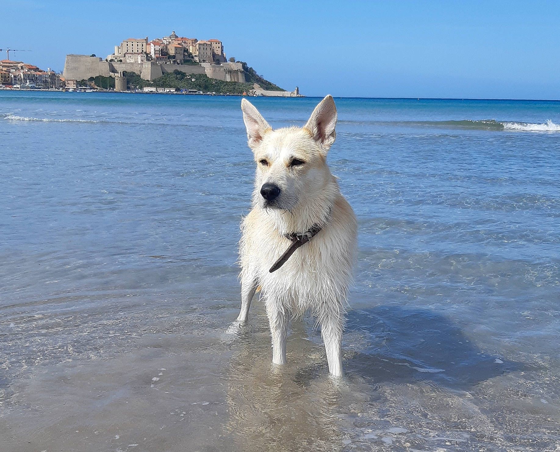 Loco a rejoint le concours — aidez-le/la à gagner de superbes lots ! berger_blanc_suisse, canaan_dog, canidae, carnivore, dog, dog_breed, herding_dog, kintamani, korean_jindo_dog, mammal, northern_inuit_dog, norwegian_buhund, ocean, pungsan_dog, rare_breed_dog, sea, vertebrate, white_shepherd, working_dog