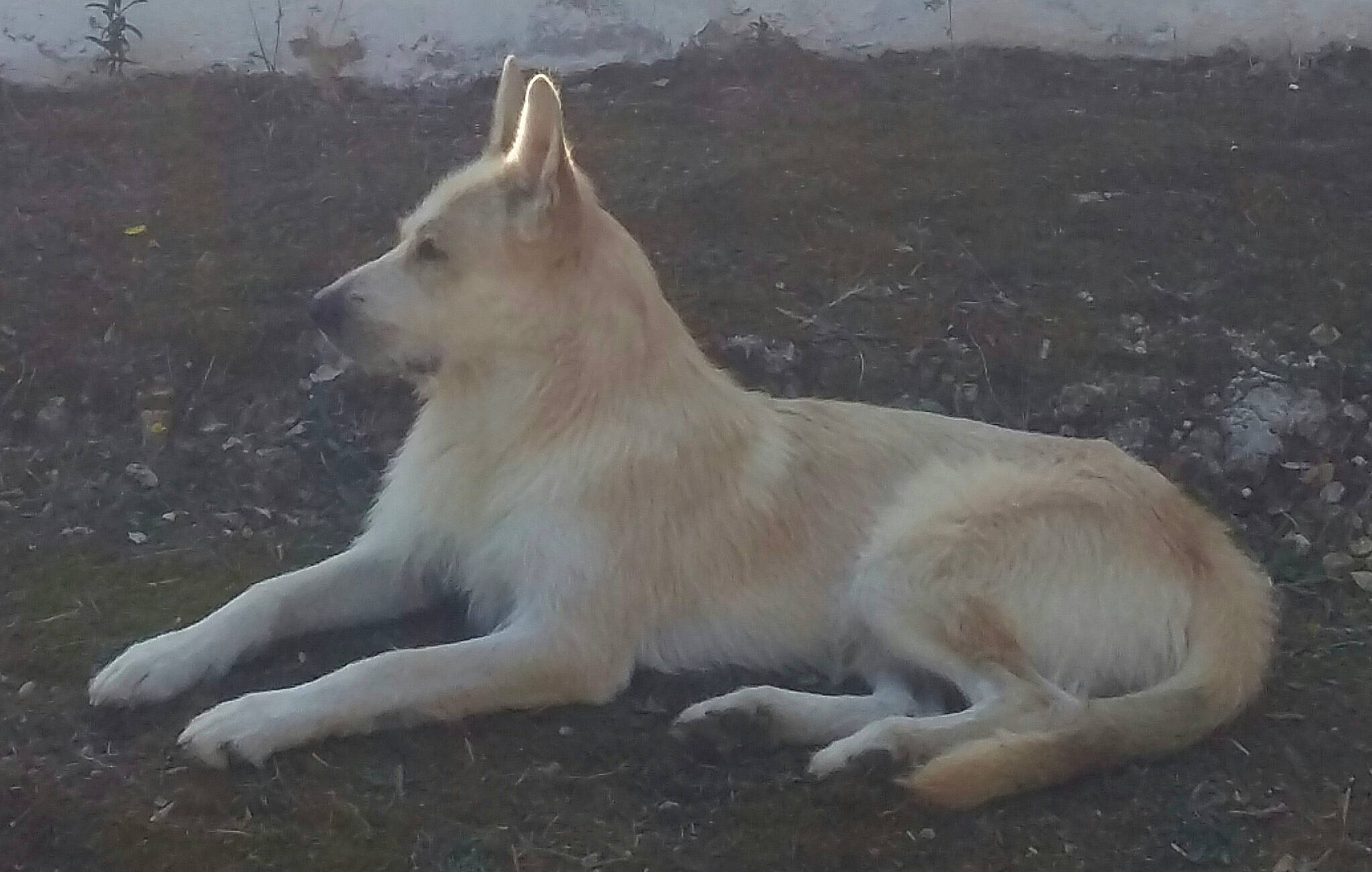 Loco participe au concours pour gagner de l'argent avec cette photo : berger_blanc_suisse, canaan_dog, canidae, carnivore, carolina_dog, dog, dog_breed, fawn, mammal, norwegian_buhund, tail, vertebrate, white_shepherd