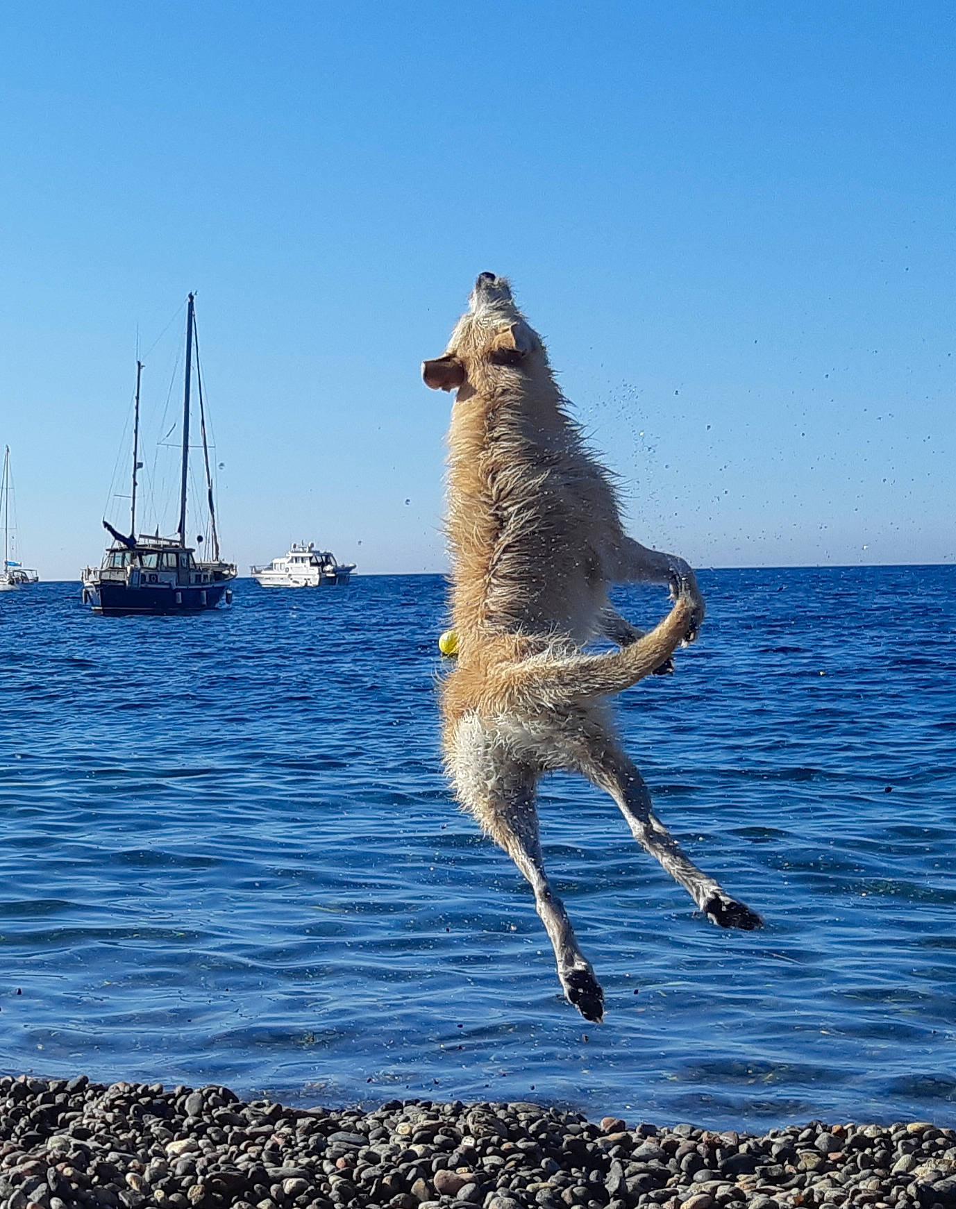 Loco participe au concours pour gagner de l'argent avec cette photo : canidae, carnivore, dock_jumping, dog, dog_breed, jumping, northern_inuit_dog, sporting_group, tail, vertebrate