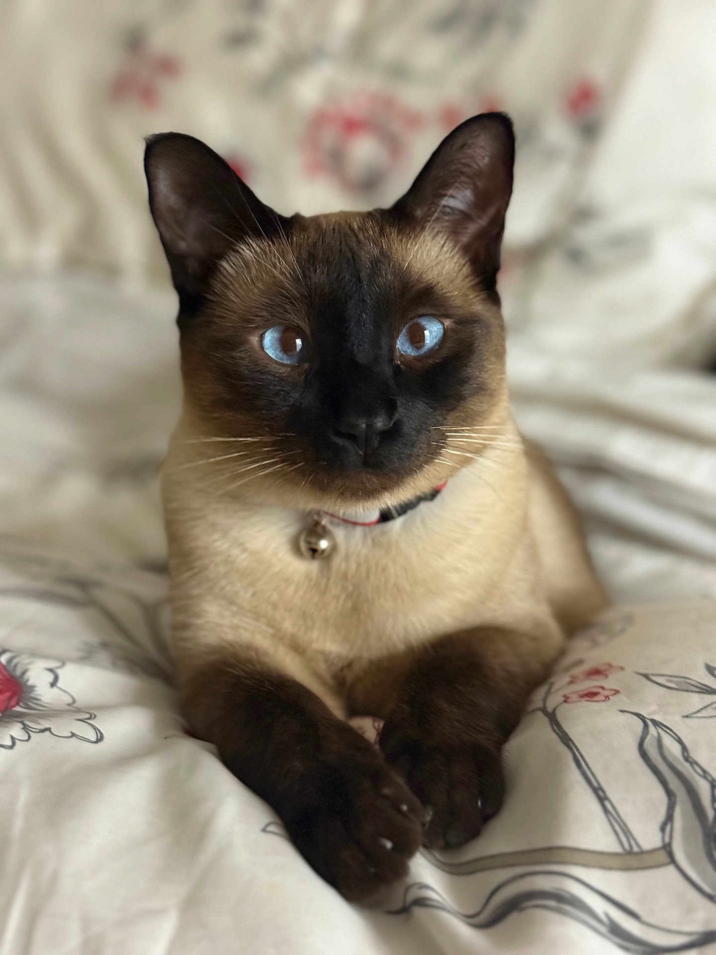Simba