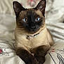 Simba is registered to the contest to win money with this photo: animal, bed, bedding, bell, blue_eyes, cat, closeup, collar, cute, domestic_cat, feline, floral_pattern, fur, indoor, paws, pet, portrait, resting, siamese_cat, whiskers