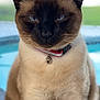 Simba is registered to the contest to win money with this photo: animal, bell, blue_eyes, blurred_background, cat, closeup, collar, cute, domestic_cat, feline, fur, indoor, mammal, pet, portrait, serious, siamese, sitting, whiskers, window