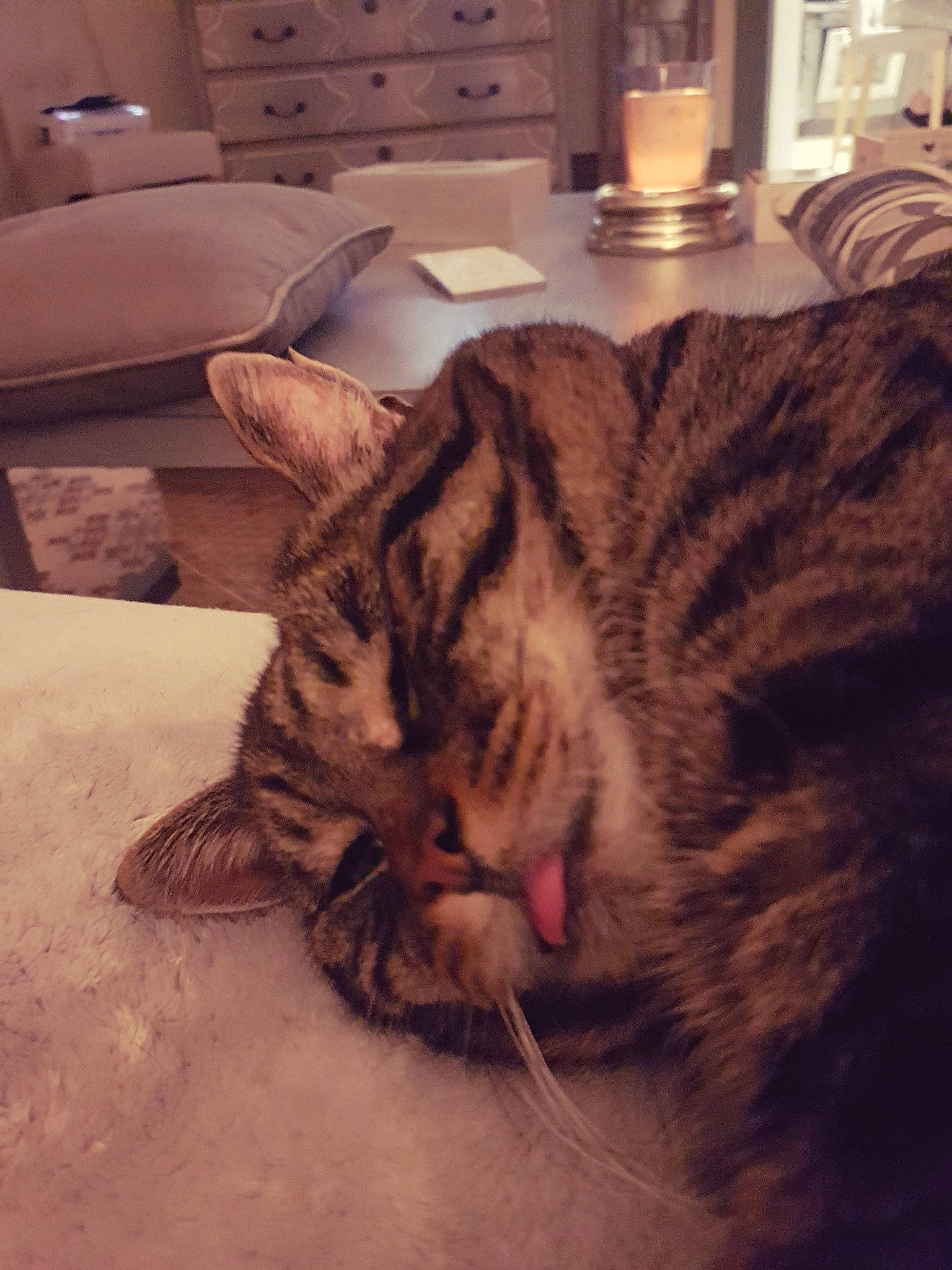 Ronron a rejoint le concours — aidez-le/la à gagner de superbes lots ! bed, carnivore, cat, comfort, couch, domestic_short_haired_cat, eye, felidae, flooring, fur, lamp, linens, living_room, paw, room, small_to_medium_sized_cats, snout, tail, whiskers, wood