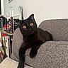 black_cat, cat, feline, pet, animal, yellow_eyes, portrait, sitting, lounging, sofa, couch, indoor, living_room, furniture, bookshelf, home, whiskers, ears, paw, relaxed