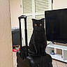 black_cat, cat, pet, animal, sitting, suitcase, luggage, travel, indoors, living_room, television, furniture, window_shutters, home, floor, black_fur, yellow_eyes, portrait, centered_subject, funny