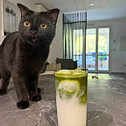 Violette a rejoint le concours — aidez-le/la à gagner de superbes lots ! cat, black_cat, pet, animal, feline, green_eyes, whiskers, ears, standing, indoor, kitchen, countertop, matcha, latte, drink, glass, milk, ice, home, window