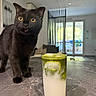 cat, black_cat, pet, animal, feline, green_eyes, whiskers, ears, standing, indoor, kitchen, countertop, matcha, latte, drink, glass, milk, ice, home, window