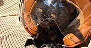 Violette a rejoint le concours — aidez-le/la à gagner de superbes lots ! cat, black_cat, helmet, motorcycle_helmet, visor, pet, animal, feline, yellow_eyes, whiskers, fur, indoors, sunlight, close_up, portrait, textile, fabric, orange, black, funny