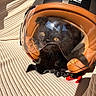 cat, black_cat, helmet, motorcycle_helmet, visor, pet, animal, feline, yellow_eyes, whiskers, fur, indoors, sunlight, close_up, portrait, textile, fabric, orange, black, funny