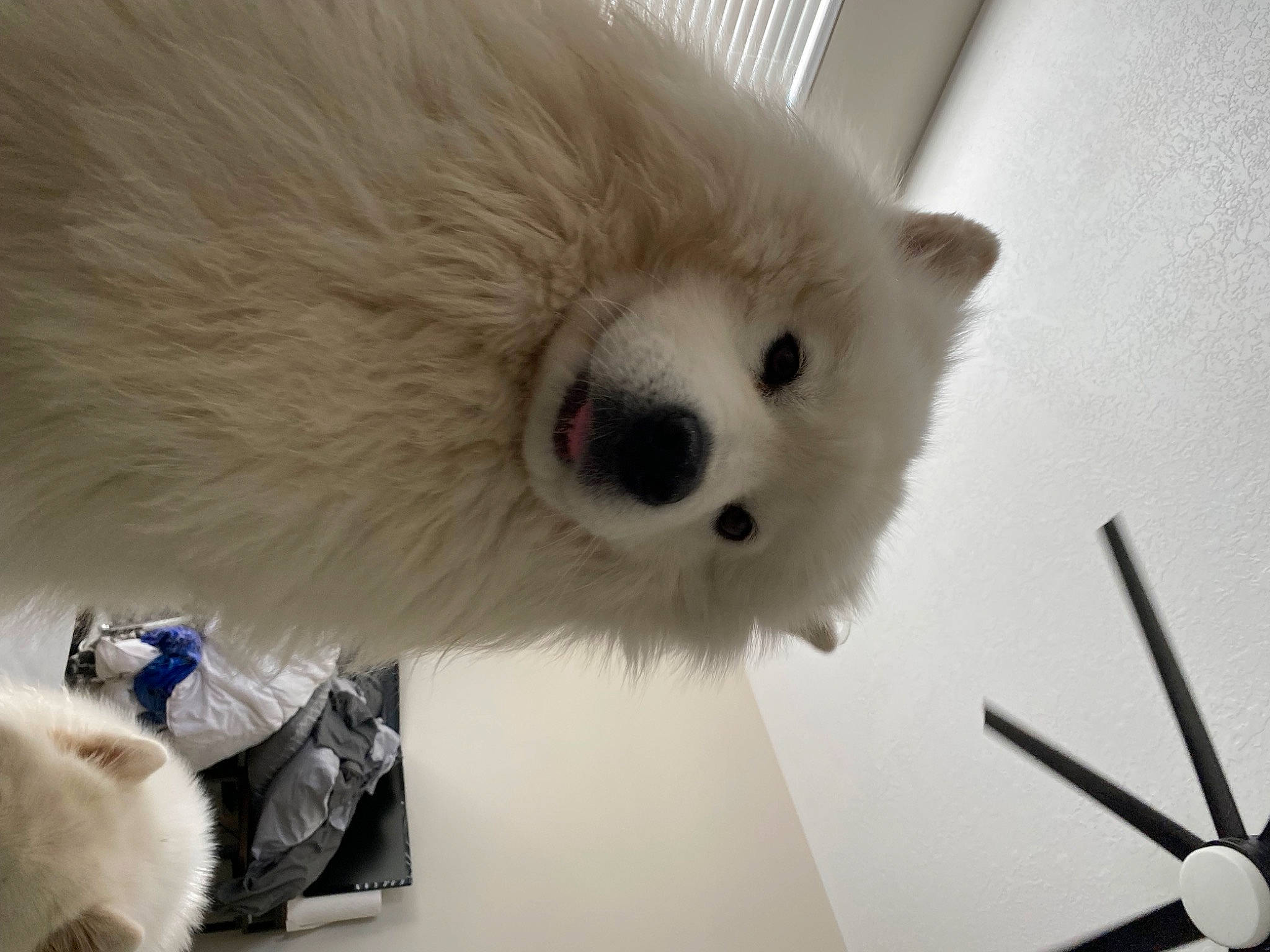 Odin joined the competition — help win amazing prizes! bear, carnivore, clock, companion_dog, fur, natural_material, plush, snout, stuffed_toy, terrestrial_animal, toy, vertebrate, whiskers