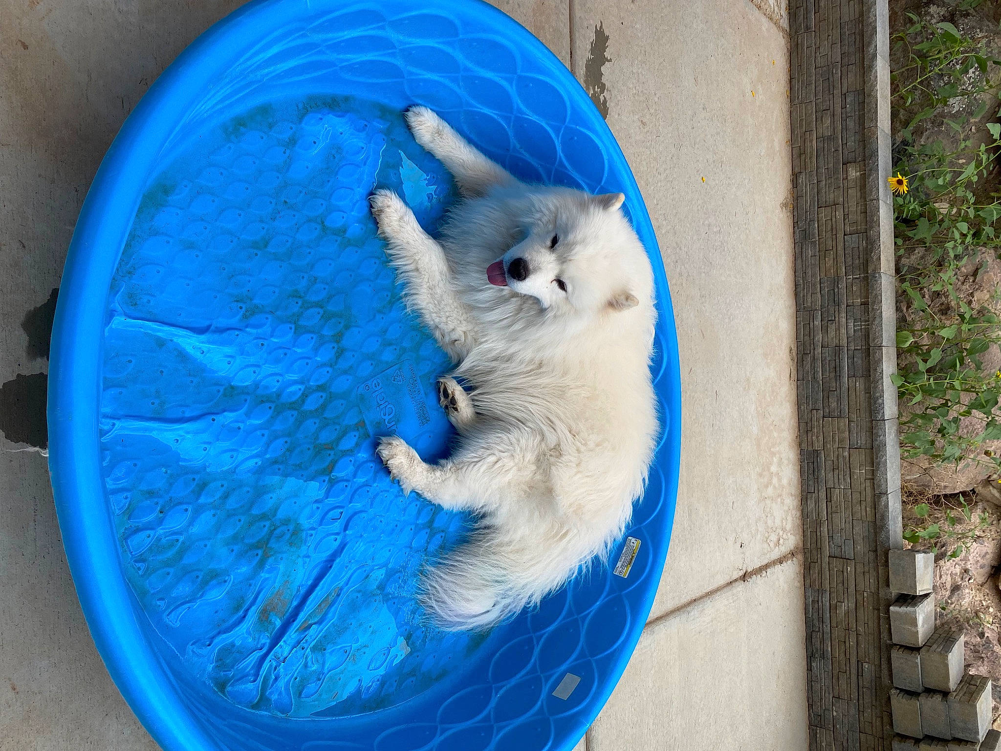 Odin is registered to the contest to win money with this photo: art, azure, blue, canidae, carnivore, cat, circle, claw, domestic_short_haired_cat, electric_blue, fawn, felidae, fur, pet_supply, plant, small_to_medium_sized_cats, snout, tail, whiskers, wood