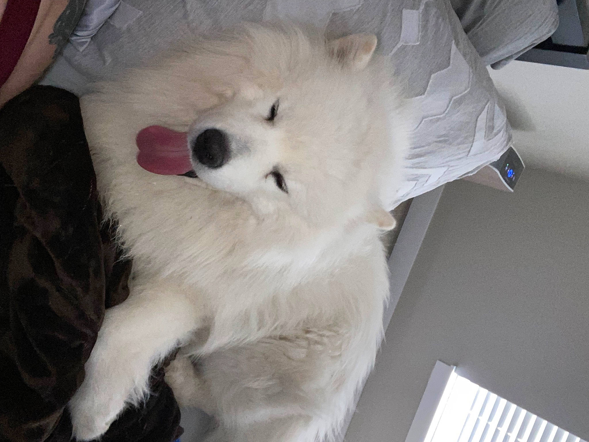 Odin is registered to the contest to win money with this photo: american_eskimo_dog, canidae, carnivore, companion_dog, dog, dog_breed, fur, german_spitz, non_sporting_group, plant, puppy, samoyed, snout, spitz, sporting_group, toy_dog, volpino_italiano, working_animal