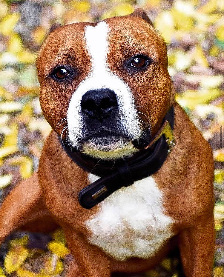 Iron participe au concours pour gagner de l'argent avec cette photo : canidae, carnivore, collar, companion_dog, dog, dog_breed, dog_collar, fawn, fur, hunting_dog, non_sporting_group, pet_supply, snout, sporting_group, whiskers, working_animal, working_dog