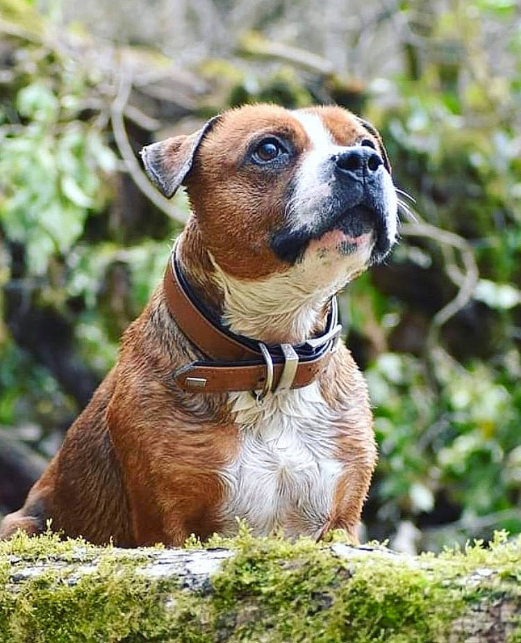 Iron a rejoint le concours — aidez-le/la à gagner de superbes lots ! canidae, carnivore, collar, companion_dog, dog, dog_breed, dog_collar, dog_supply, fawn, fur, grass, leash, liver, pet_supply, plant, snout, sporting_group, terrestrial_animal, whiskers, working_animal