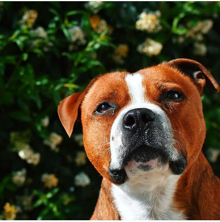 Iron a rejoint le concours — aidez-le/la à gagner de superbes lots ! ancient_dog_breeds, canidae, carnivore, collar, companion_dog, dog, dog_breed, dog_collar, fawn, fur, non_sporting_group, photography, plant, rectangle, snout, sporting_group, whiskers, working_animal, working_dog