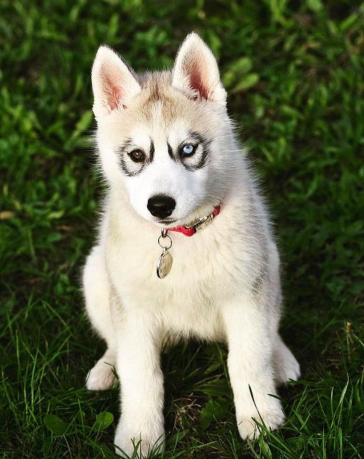 Rheya a rejoint le concours — aidez-le/la à gagner de superbes lots ! ancient_dog_breeds, canidae, carnivore, collar, companion_dog, dog, dog_breed, fawn, fur, grass, non_sporting_group, plant, snout, sporting_group, tail, terrestrial_animal, tree, whiskers, wildlife, working_animal